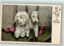 Geburtstag - gute Erhaltung Terrier