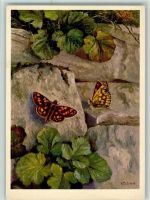 Nr. 663 Jean Zeltner - Wegerich-Dickkopf , gute Erhaltung Schmetterling Künstlerkarte
