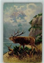 Hirschbrunft - Jagdtiere 1905 AK Müller jun. (München)