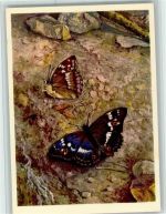 Nr. 641 Jean Zeltner - Kleiner Schillerfalter , gute Erhaltung Schmetterling Künstlerkarte
