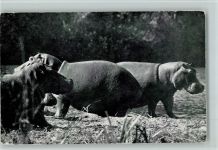 Hippotami aus Süd-Afrika AK Nilpferd 1956