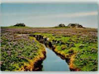 25869 W2251 Gröde , Hallig - Blühende Bondestave Reethäuser