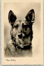 Unser Liebling AK Schäferhund 1931 Foto AK