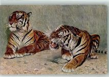 Zoo Dresden Selbstverlag Tiger Künstlerkarte