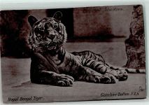 Royal Bengal Tiger Tucks Silverette Nr.6502 Tiger