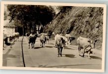 98593 O6086 Kleinschmalkalden Foto AK Kuhherde Pappenheim