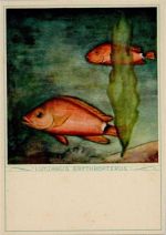 Roter Schnapper Fisch Künstlerkarte
