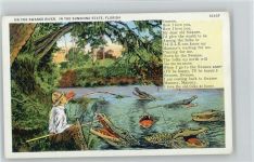 On the Swanee River - Krokodile - Florida - Angler Angeln