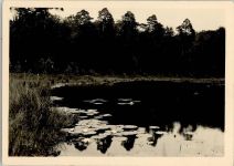 O1431 Neuglobsow Teufelssee Seerosen Seerose