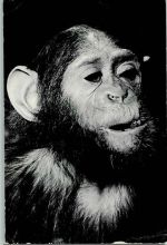 Chimpanse 1957 AK Affe