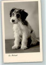 Der Philosoph Foto ca 1936 AK Terrier