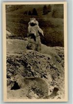 Murmeltiere im Oberengadin Foto ca 1938 AK Tier