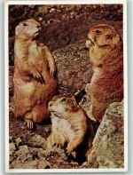 Wilhelmina Stuttgart - Präriehunde 1959 AK Zoo