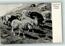 sign A. Braith - Bergziegen Herde Ziege Künstlerkarte