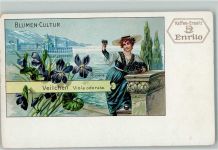 Blumen-Kultur Veilchen Viola odorata Riviera Werbung Kaffee-Ersatz Enrilo Kaffeewerbung