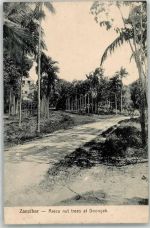 Sansibar Zanzibar - Areca-Nussbaum bei Doongah