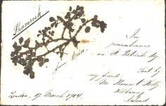 AK von 1904 mit echtem Shamrock Glückskleeblatt Collage