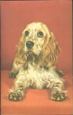 Spaniel Quietsch AK