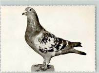 W2930 Varel , Jadebusen Brieftaubenzucht Taube 1966 Foto AK