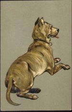 Hund, Rasse Zoo um 1900