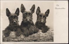 3 Scotch- Terrier, die Unzertrennlichen,BNK Zoo 1942