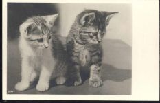 Katzen AKU1 Zoo um 1930/40