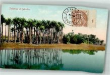 Alexandria 1915 Foto AK Palmtrees at Bedrechen Marke bildseitig
