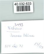 33039 W3493 Nieheim FOTO KEINE AK Pension Blume