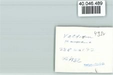 32805 W4934 Veldrom FOTO KEINE AK Eselritt