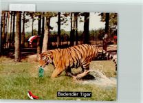 W4815 Stukenbrock Badender Tiger Raubkatze FOTO KEINE AK