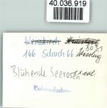 W8031 Weßling , Oberbay Blühende Seerosen Seerose FOTO KEINE AK