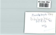 76596 W7564 Hundsbach , Baden FOTO KEINE AK Erholungsheim