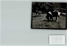 W3300 Braunschweig Zoo Shetland-Pony Pferd FOTO KEINE AK