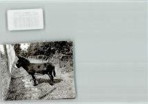 32689 W4925 Hohenhausen , Lippe FOTO KEINE AK Esel spitzt die Ohren