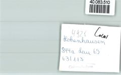 32689 W4925 Hohenhausen , Lippe FOTO KEINE AK Esel spitzt die Ohren