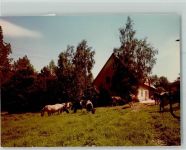 37586 W3354 Dassel , Solling FOTO KEINE AK Pferd und Kuhherde