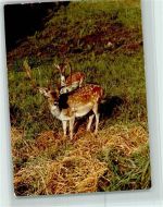 37688 W3472 Beverungen FOTO KEINE AK Dammwild Hirsch