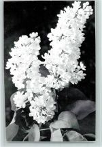 Flieder in Weiss Flieder