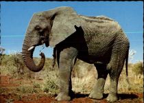 Elefant