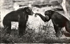 Affe