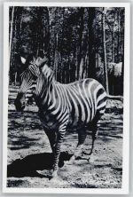 Tilburg Zebra Naturtierpark Exotisches Tier