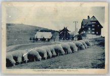61389 W6384 Feldberg , Taunus - Feldbergerhof, Schafe