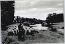 21376 W2125 Salzhausen , Lüneburger Heide - Schafe
