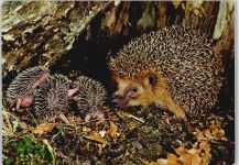 Igel Familie Igel
