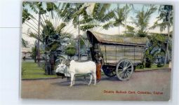 Double Bullock Cart, Colombo, Ceylon Motiv Südafrika