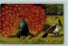 TSN Serie 1813 - roter Pfau AK Schönian, A.
