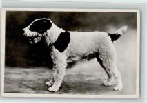 Hund Terrier