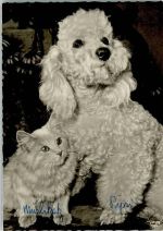 Pudel und Katze Pudel