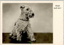 Foxterrier Terrier