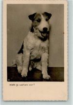 Russell Terrier Terrier